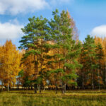пейзаж осень